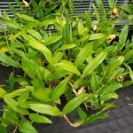 Coelogyne ovalis Hábito
