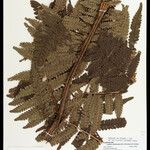 Cyathea cyatheoides Folla