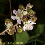 Rubus questieri Blomma