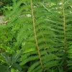 Polystichum setiferum Φύλλο