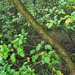 Prunus serotina Kabuk