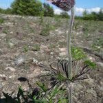 Anemone pratensis Flower
