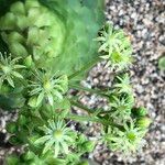 Aeonium tabulaeforme Buveinė