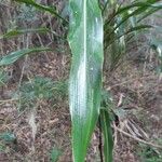 Cordyline mauritiana Φύλλο