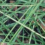 Crocus sativus Likasa