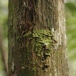 Eschweilera congestiflora Corteza
