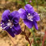 Phacelia viscida Cvet