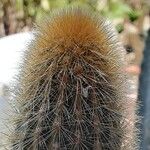 Cleistocactus variispinus Drugo