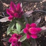 Celosia argenteaLiść