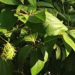 Passiflora ciliata Fruit
