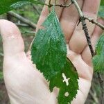 Crataegus punctata Hoja