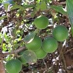 Dovyalis caffra Fruct