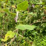 Martynia annua Flower