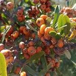 Pyracantha angustifolia Ffrwyth