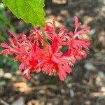 Hibiscus schizopetalus Flor