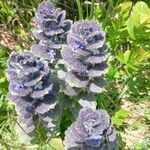 Ajuga pyramidalisKvet