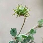 Medicago littoralis Fruit