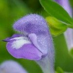 Scutellaria integrifolia 花