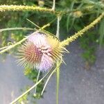 Dipsacus fullonumFlors