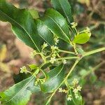 Catha edulis 葉