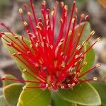 Purpureostemon ciliatus Hoja