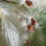 Asclepias curassavica Fruit