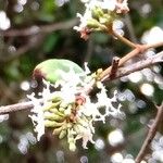 Ichnocarpus frutescens Flower