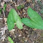 Hexastylis arifolia Hostoa