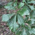 Quercus nigra Frunză