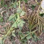 Indigofera spicata Leaf
