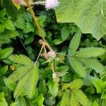 Mimosa pudica Blad