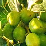 Citronella mucronata Fruit