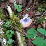 Anemone hepaticaFlower