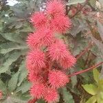 Ricinus communisফুল