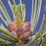 Pinus albicaulis Fruto