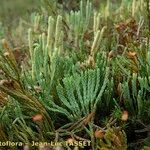 Lycopodium × zeilleri Muu