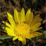 Grindelia hirsutula Flower
