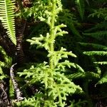 Lycopodiella cernua Habit