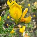 Adenocarpus telonensis 花