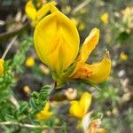 Adenocarpus telonensis Flor