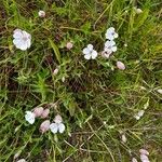 Silene unifloraFlower