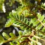Sophora denudata Hoja