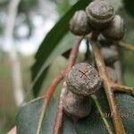 Eucalyptus viminalis Frucht