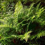 Athyrium distentifolium Habitus