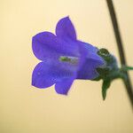 Campanula sibirica Flower