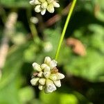 Persicaria sagittata Цвят