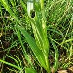 Habenaria humilior Leaf