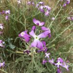 Matthiola sinuataFlor