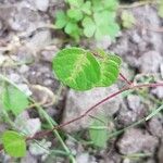 Desmodium triflorum Fulla