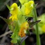 Rhinanthus minor Flower